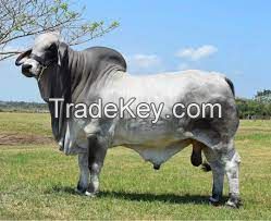 American Brahman cow FOR SALE, livestock for sale online