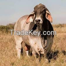 American Brahman cow FOR SALE, livestock for sale online 