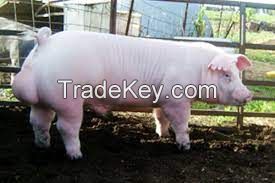 Chester White Pig FOR SALE, livestock for sale online 