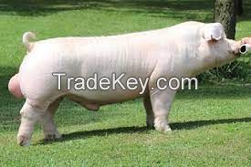 Chester White Pig FOR SALE, livestock for sale online 