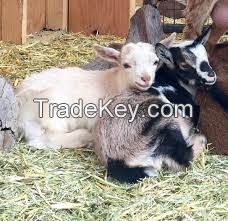 NIGERIAN DWARF GOAT for sale, livestock for sale online