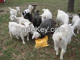 PYGORA GOAT  for sale, livestock for sale online