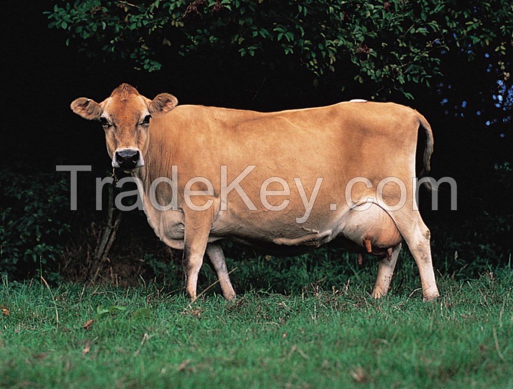 jersey cow FOR SALE, livestock for sale online
