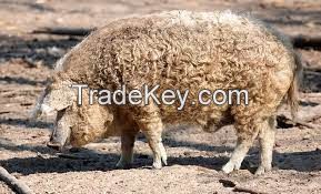 mangalica pig for sale, livestock for sale online