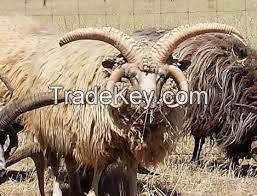 NAVAJO CHURRO sheep for sale, livestock for sale online