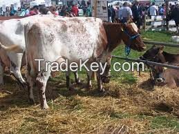 DAIRY SHORTHORN CATTLE FOR SALE, livestock for sale online 