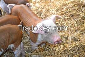 Hereford Pig FOR SALE, livestock for sale online