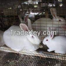 Florida White Rabbit  FOR SALE, livestock for sale online