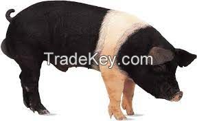 Poland China Pig for sale, livestock for sale online 