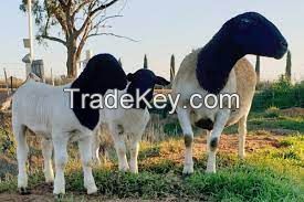 DORPER SHEEP  FOR SALE, livestock for sale online 