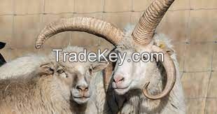 NAVAJO CHURRO sheep for sale, livestock for sale online 