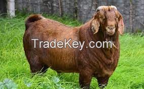 KALAHARI RED GOAT FOR SALE, livestock for sale online