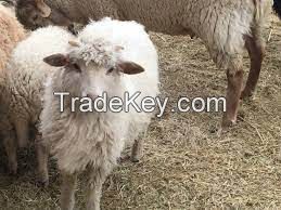NAVAJO CHURRO sheep for sale, livestock for sale online