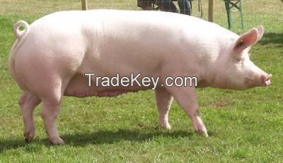 Large White Pigs for sale, livestock for sale online