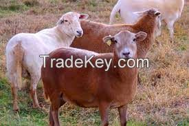 KATAHDIN SHEEP FOR SALE, livestock for sale online