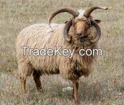 NAVAJO CHURRO sheep for sale, livestock for sale online 