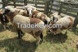 DORPER SHEEP  FOR SALE, livestock for sale online