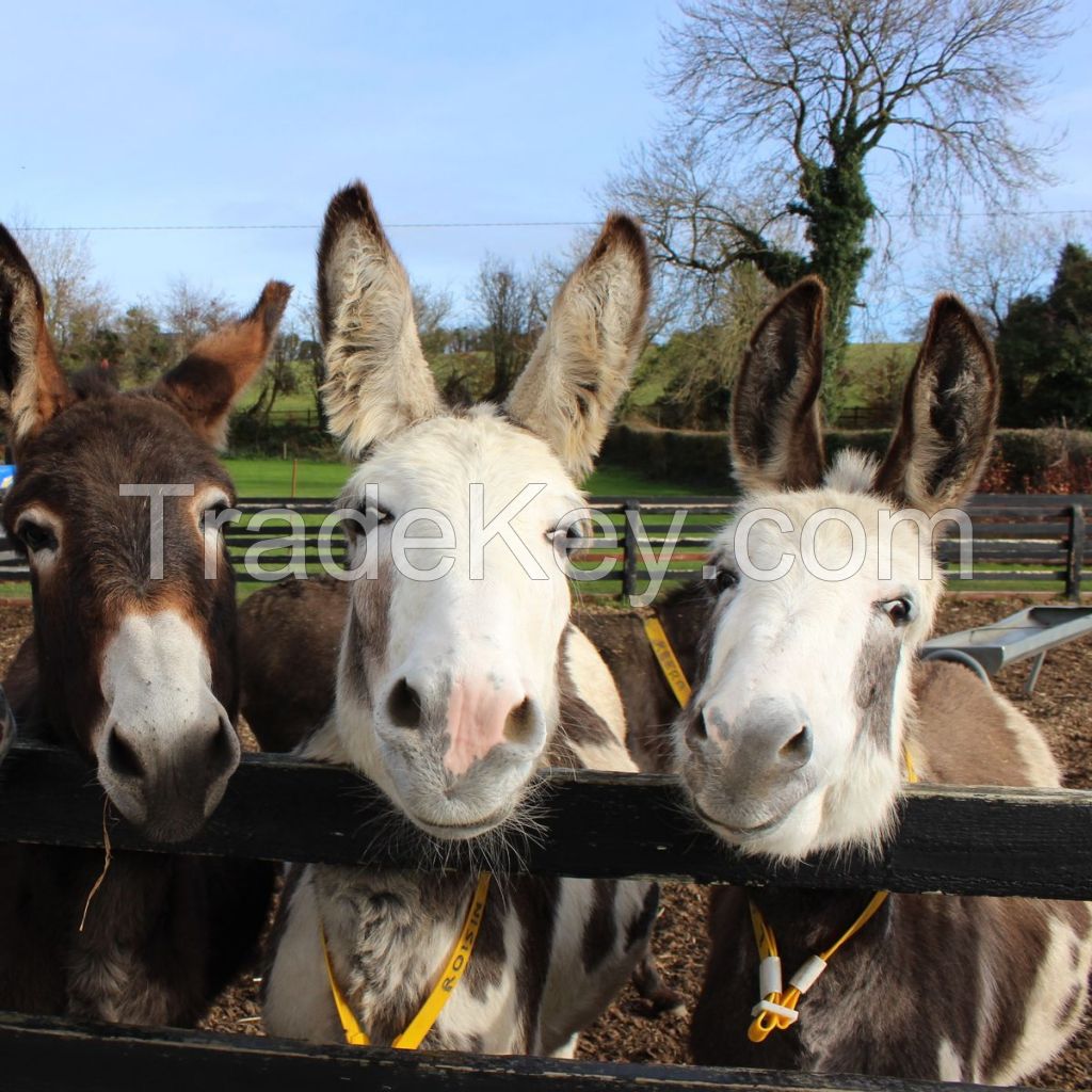 Irish donkey FOR SALE, livestock for sale online