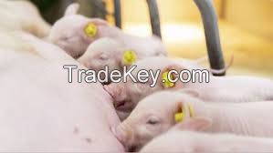 Danish Landrace Pig FOR SALE, livestock for sale online 