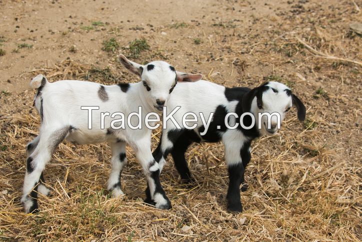 NIGERIAN DWARF GOAT for sale, livestock for sale online