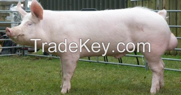Large White Pigs for sale, livestock for sale online