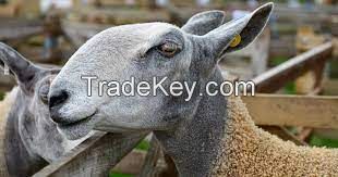 LEICESTER SHEEP for sale, livestock for sale online
