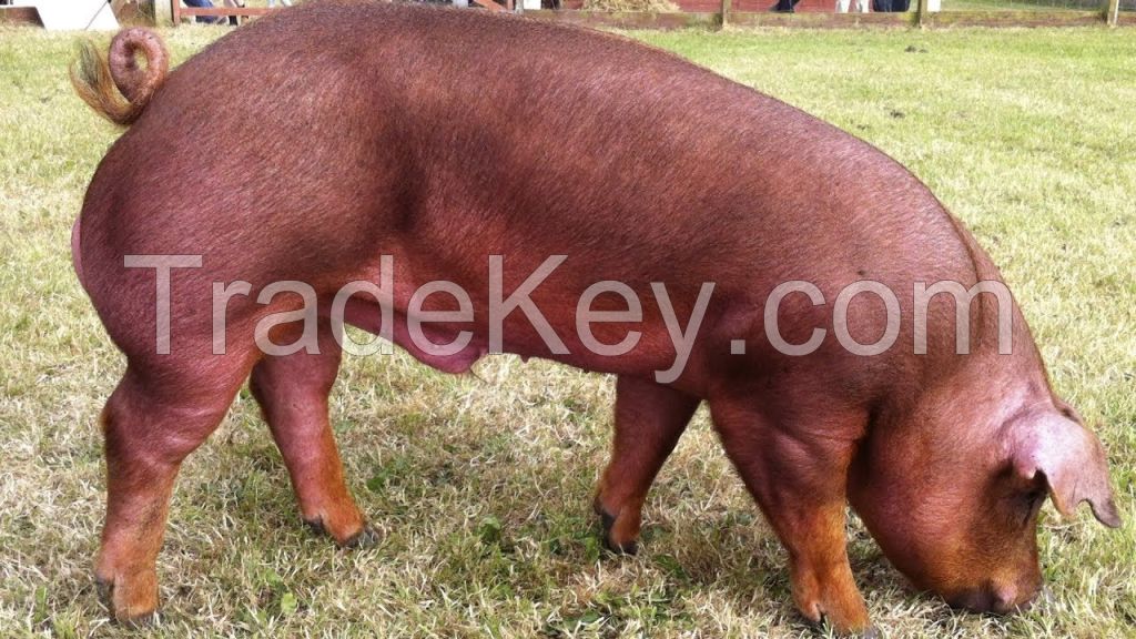 Duroc Pig  FOR SALE, livestock for sale online