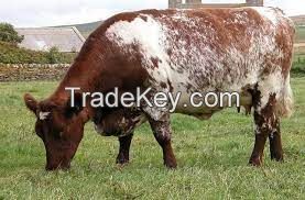 DAIRY SHORTHORN CATTLE FOR SALE, livestock for sale online