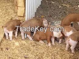 Hereford Pig FOR SALE, livestock for sale online