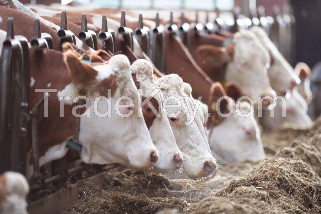 FLECKVIEH COWS  FOR SALE, livestock for sale online 