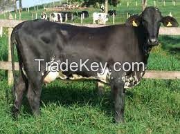 GIROLANDO COW  FOR SALE, livestock for sale online