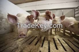 Danish Landrace Pig FOR SALE, livestock for sale online 