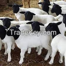 DORPER SHEEP  FOR SALE, livestock for sale online 