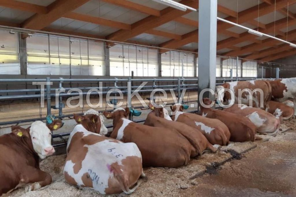 FLECKVIEH COWS  FOR SALE, livestock for sale online 