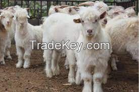 HEXI CASHMERE GOAT FOR SALE, livestock for sale online