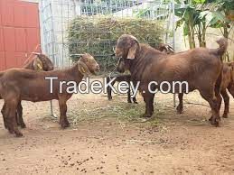 KALAHARI RED GOAT FOR SALE, livestock for sale online