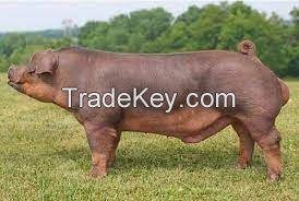 Duroc Pig  FOR SALE, livestock for sale online 