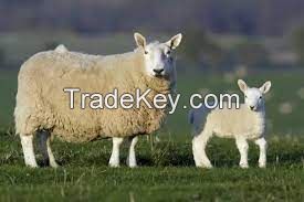 LEICESTER SHEEP for sale, livestock for sale online