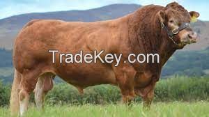 LIMOUSIN COWS for sale, livestock for sale online