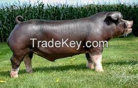 Poland China Pig for sale, livestock for sale online