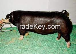 Poland China Pig for sale, livestock for sale online 