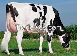 HOLSTEIN COWS FOR SALE, livestock for sale online