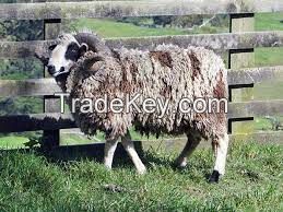 DORPER SHEEP  FOR SALE, livestock for sale online