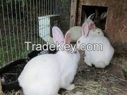 Florida White Rabbit  FOR SALE, livestock for sale online 