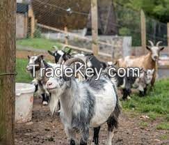 PYGMY GOAT  for sale, livestock for sale online