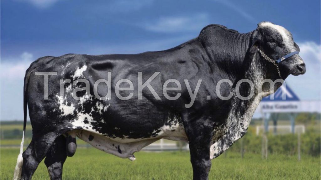 GIROLANDO COW  FOR SALE, livestock for sale online 