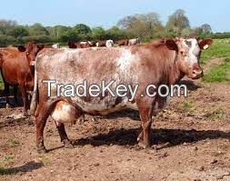 DAIRY SHORTHORN CATTLE FOR SALE, livestock for sale online 