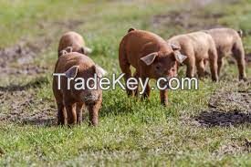 Duroc Pig  FOR SALE, livestock for sale online 