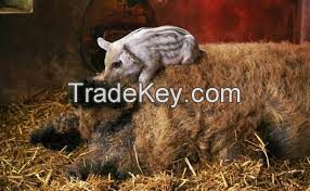 mangalica pig for sale, livestock for sale online