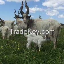 GIRGENTANA GOAT  FOR SALE, livestock for sale online 